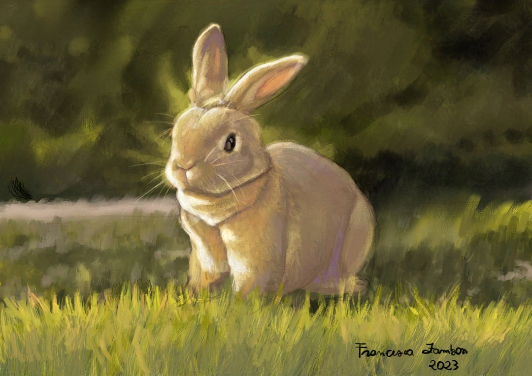 Francesca Zambon cute rabbit in the sun