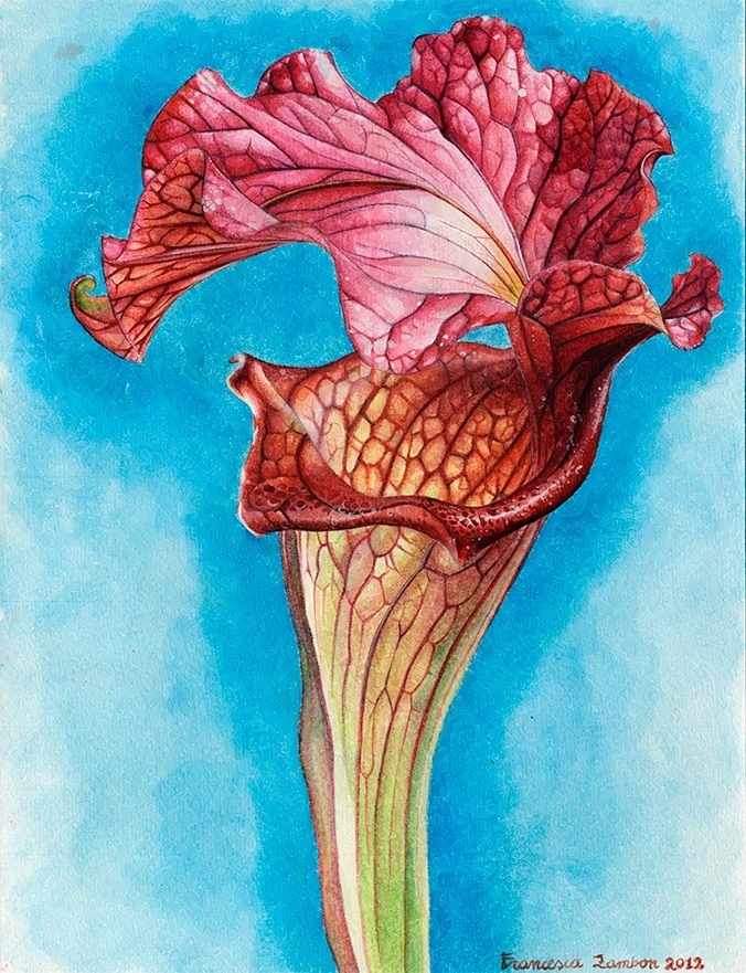 Watercolor of a single Sarracenia pitcher with an attractive red lip, red veins and a large, beautiful pink pid with curled edges.