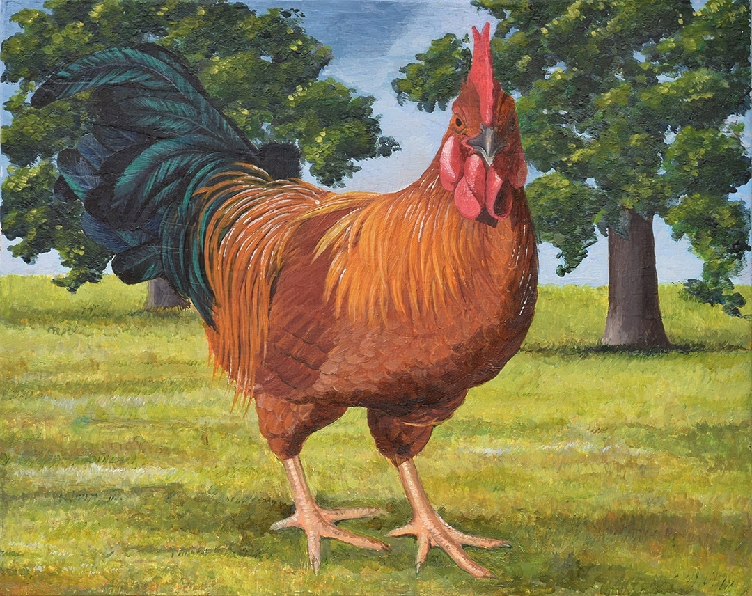 The Rooster The Rooster by Francesca Zambon