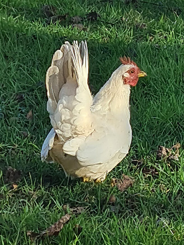 A small white hen in green grass with some brown leaves on the ground.