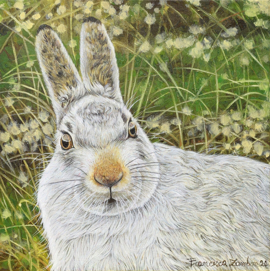 Lepus timidus by Francesca Zambon